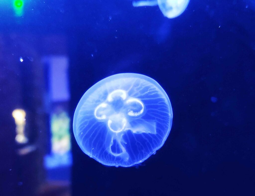 Achill Experience Aquarium & Museum