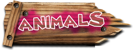 Ardmore Open Farm & Mini Zoo