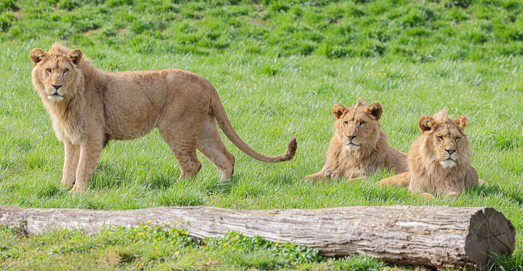 Belfast Zoo
