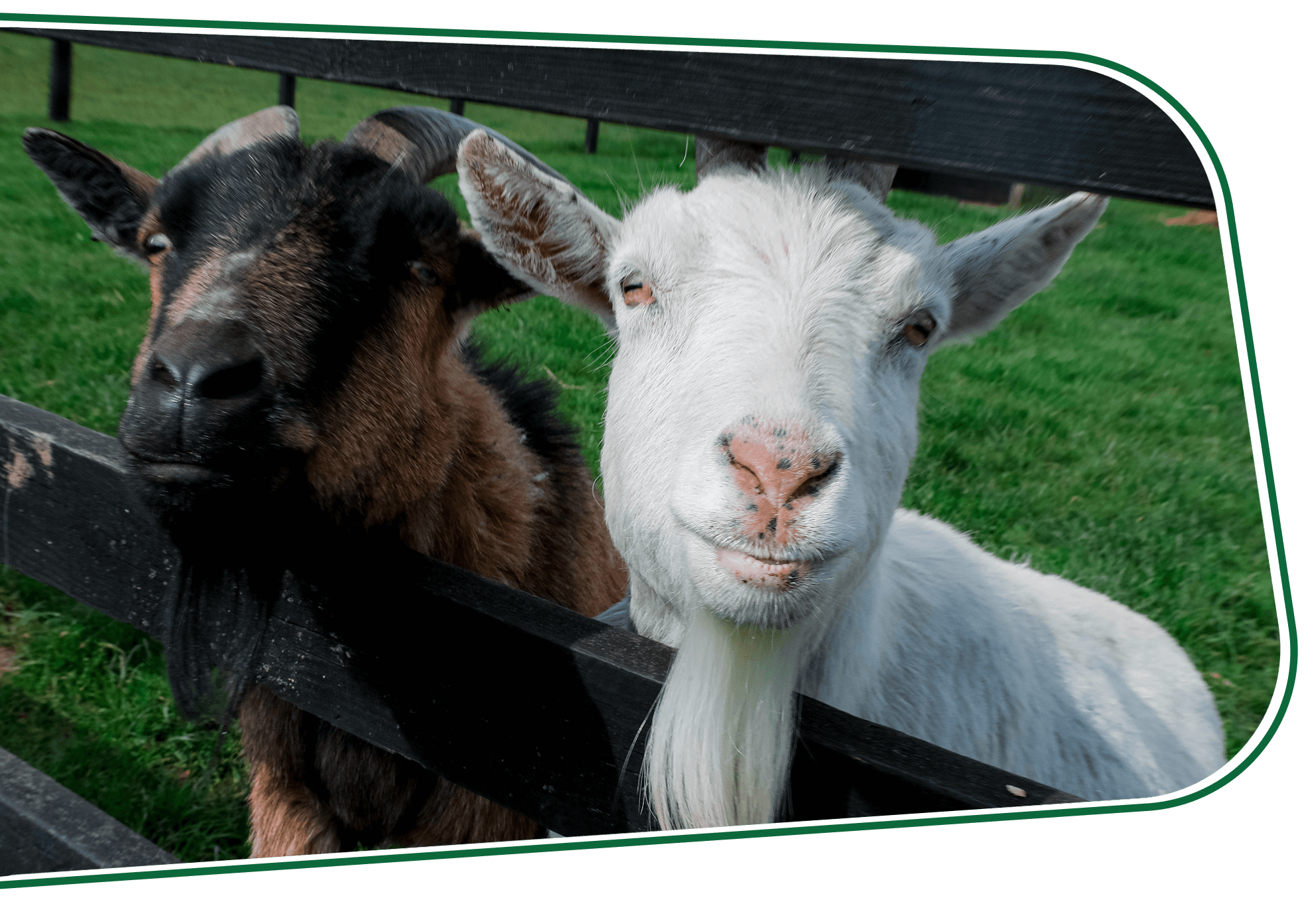 Caragh Open Farm
