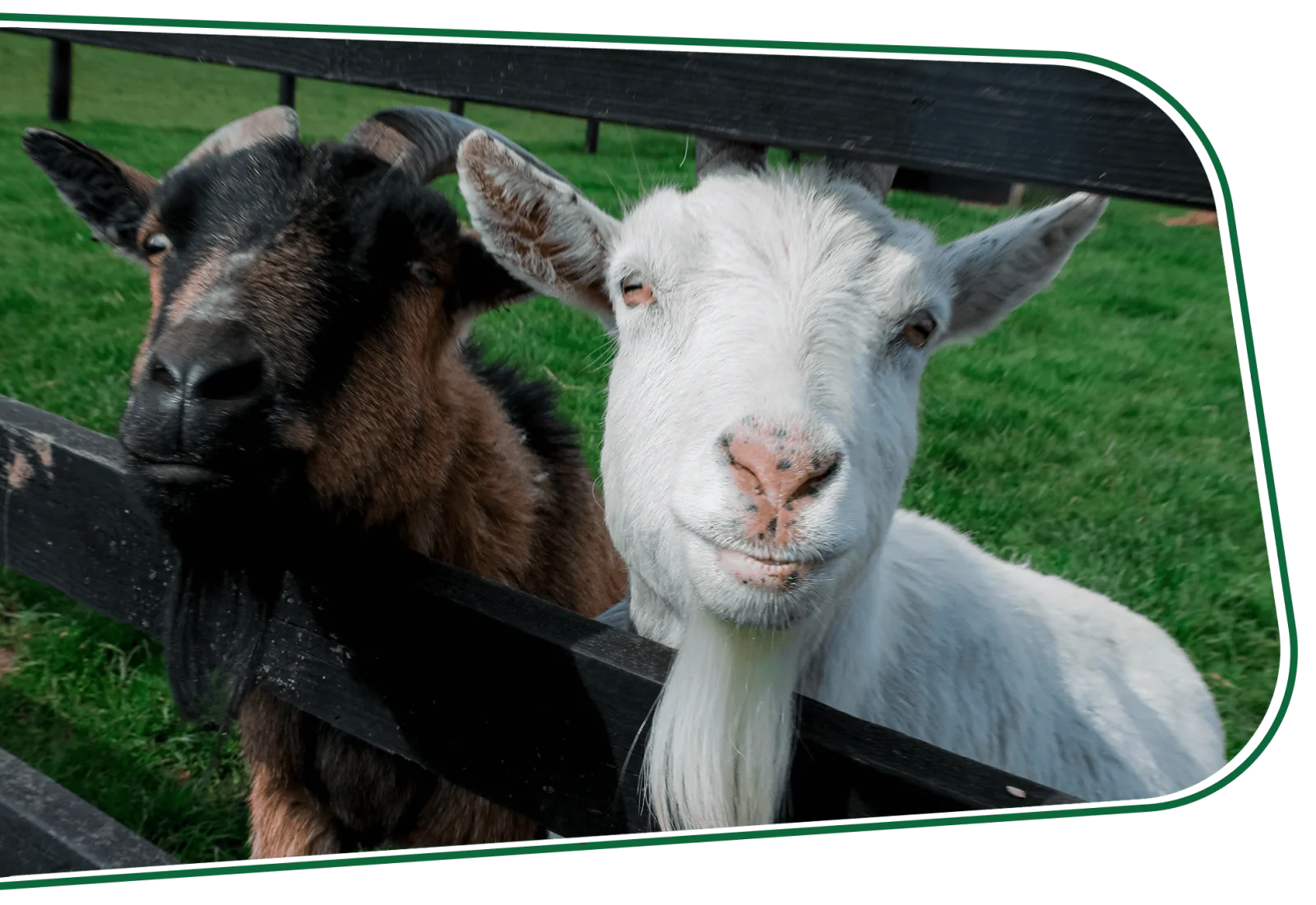 Caragh Open Farm