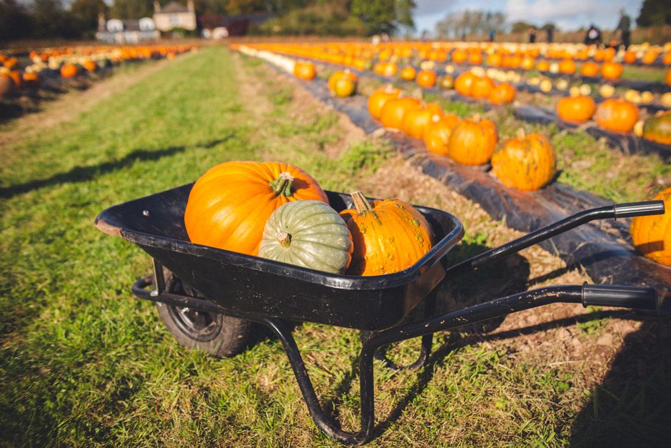 Funtasia Pumpkin Patch Festival, Drogheda