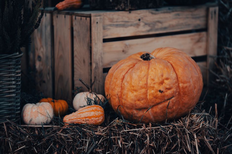Halloween at Luggwoods