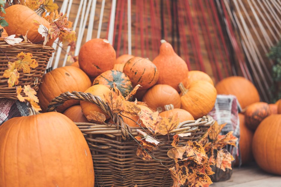 Sligo Pumpkin Patch at Dunmoran Strand
