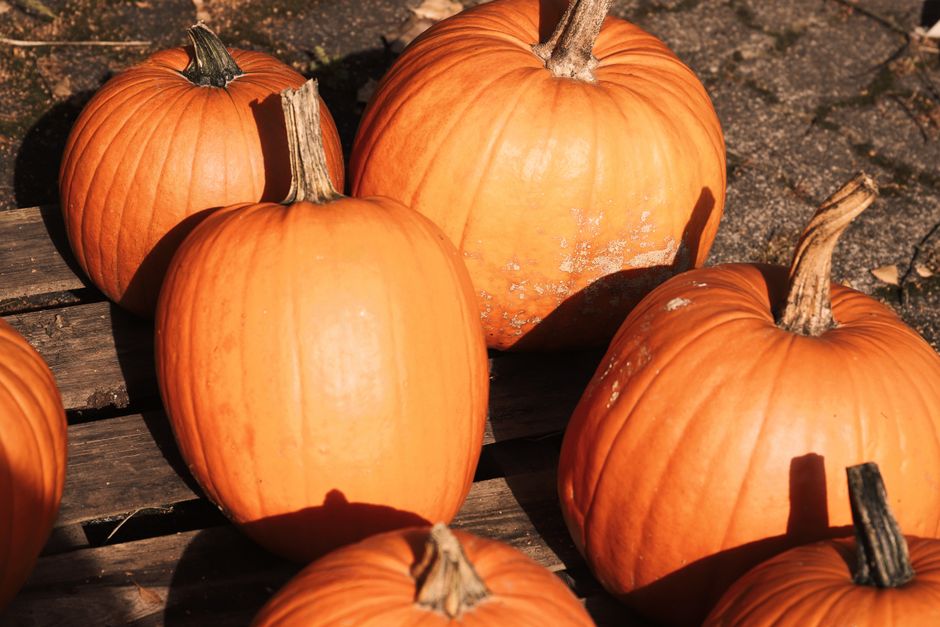 Ballina Pumpkin Patch