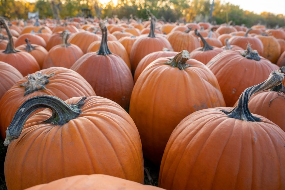 Starcamp Halloween Camp (Glanmire)