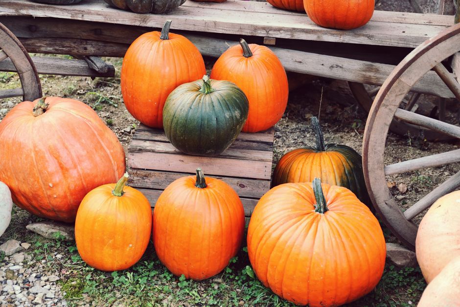 Samhain on the Land at Murtagh's Organic Farm