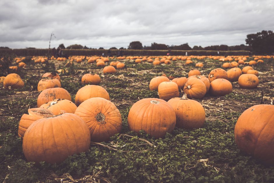 Pumpkins After Dark at Newbridge House and Farm