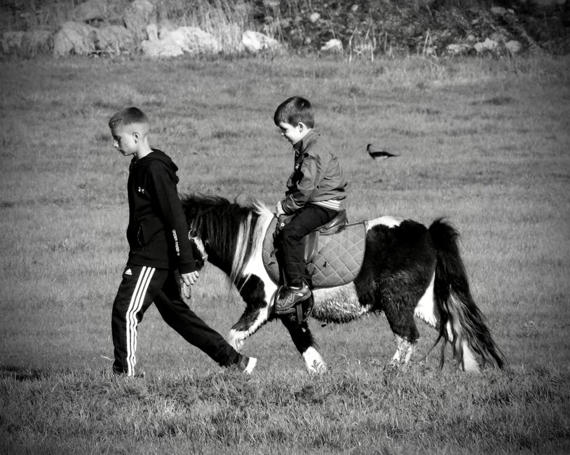 Balcultry Stables