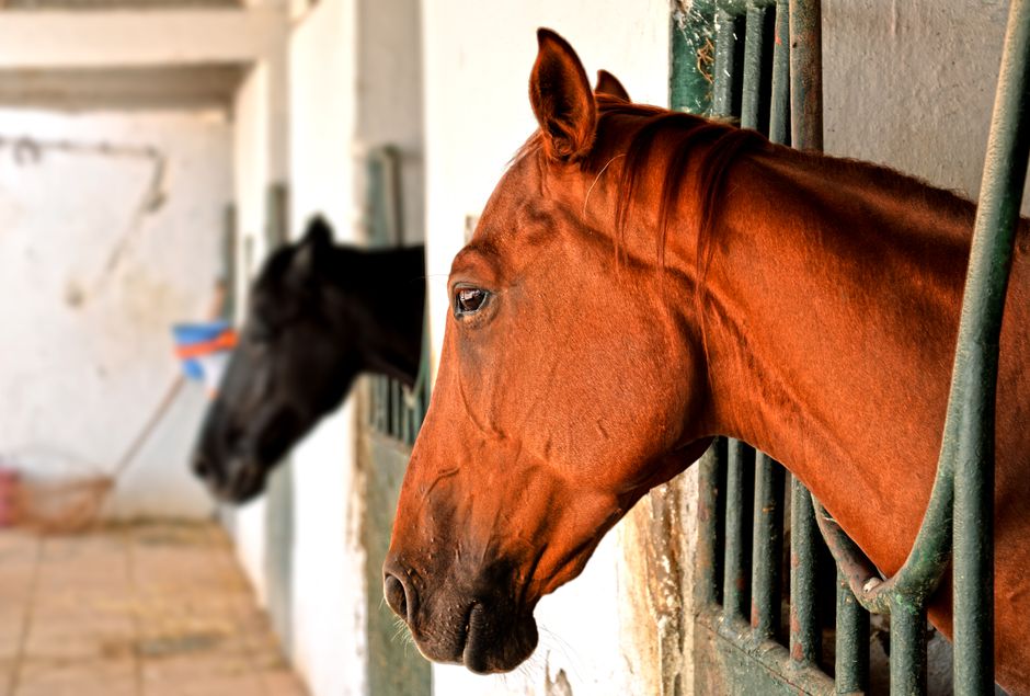 Roscommon Equestrian Centre