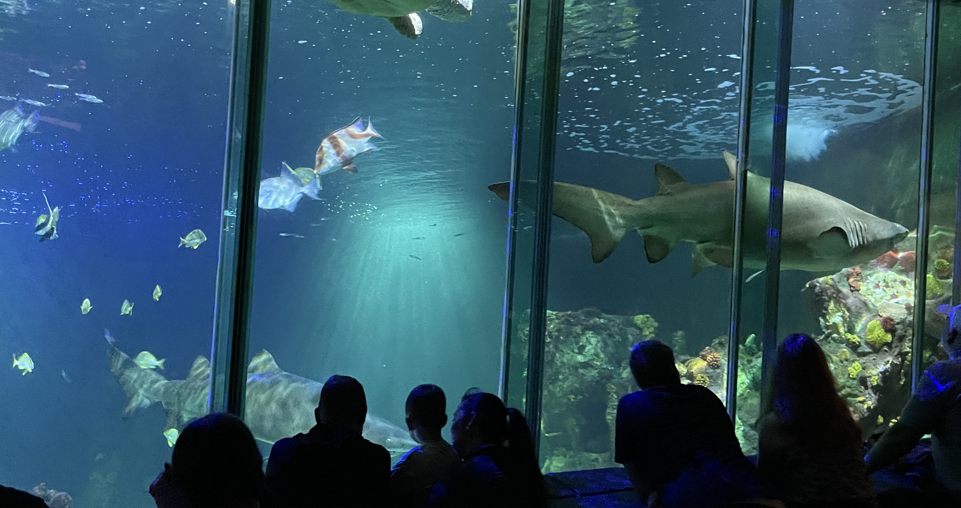 Dingle Oceanworld