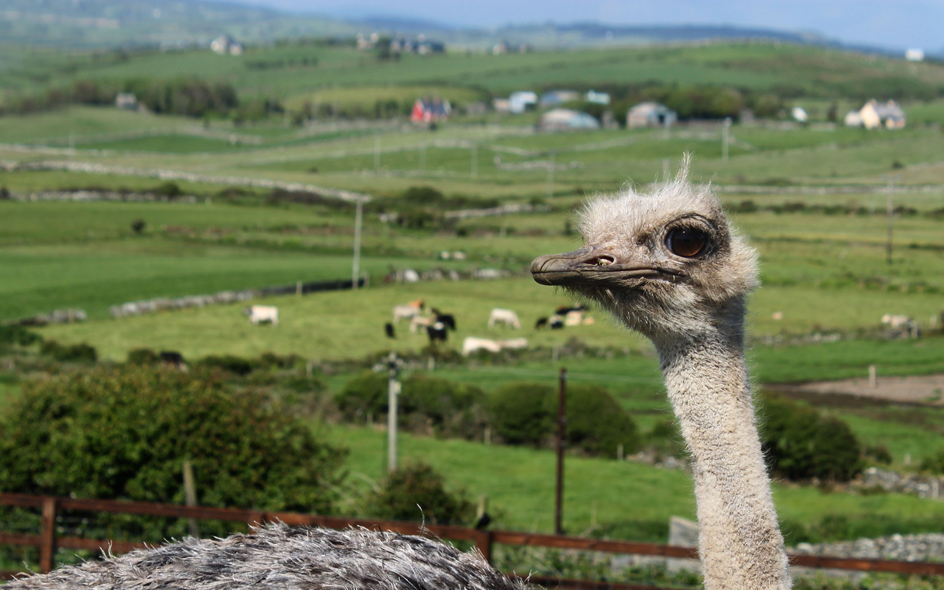 Moher Hill Open Farm & Leisure Park