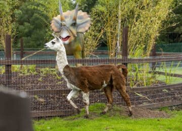 Newpark Wildlife Farm