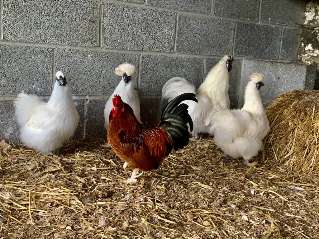 Turoe Pet Farm & Leisure Park